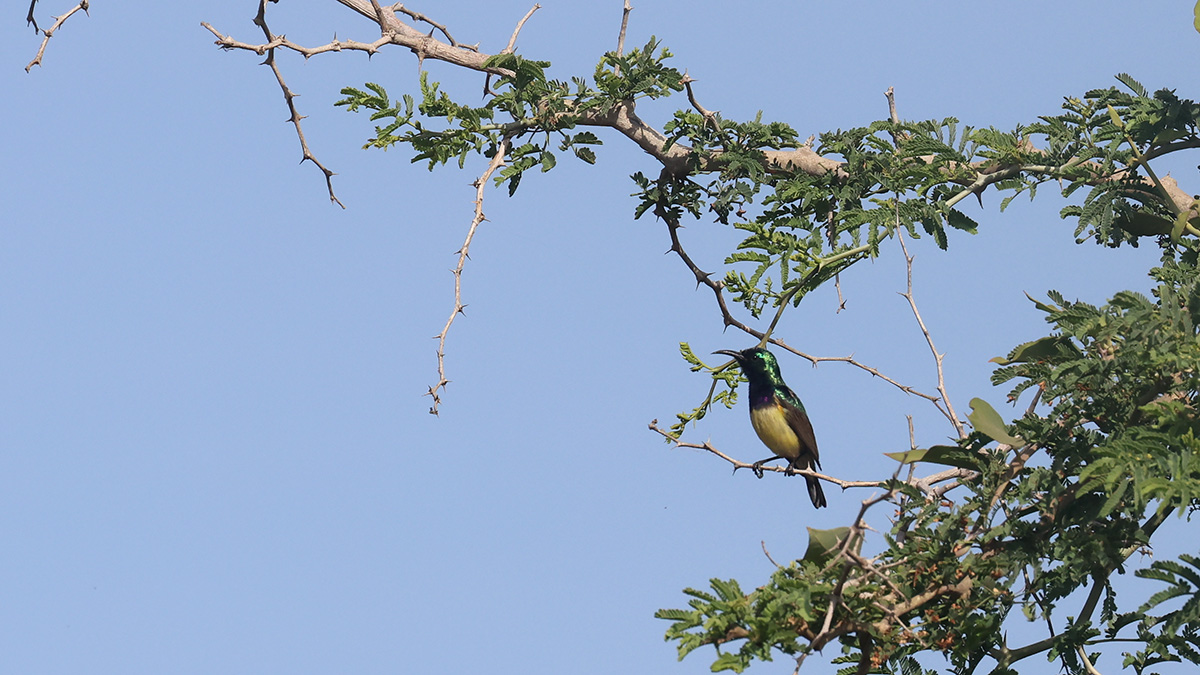 Variable Sunbird
